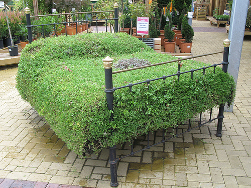 ������������ �������� ����