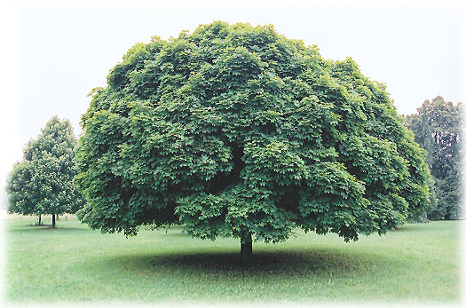 Шаровой клен - Acer platanoides «Globosum»