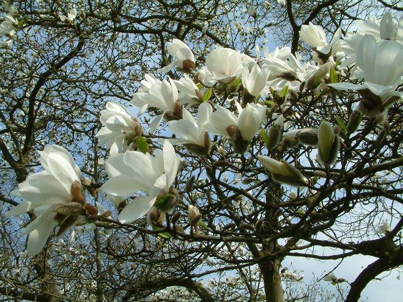 Магнолия - Magnolia kobus
