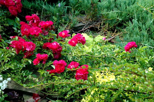 Озеленение участка стелющимися розами